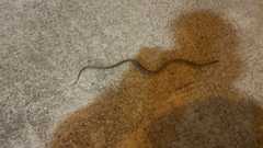 Xenochrophis vittatus