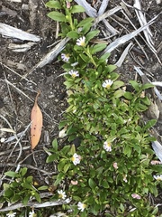 Scaevola hookeri