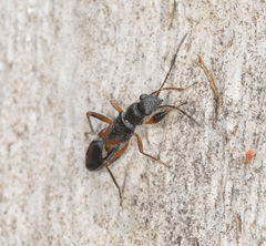 Daerlac cephalotes