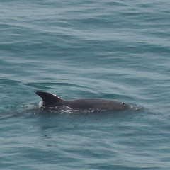 Tursiops truncatus ponticus