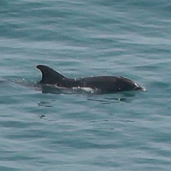 Tursiops truncatus ponticus