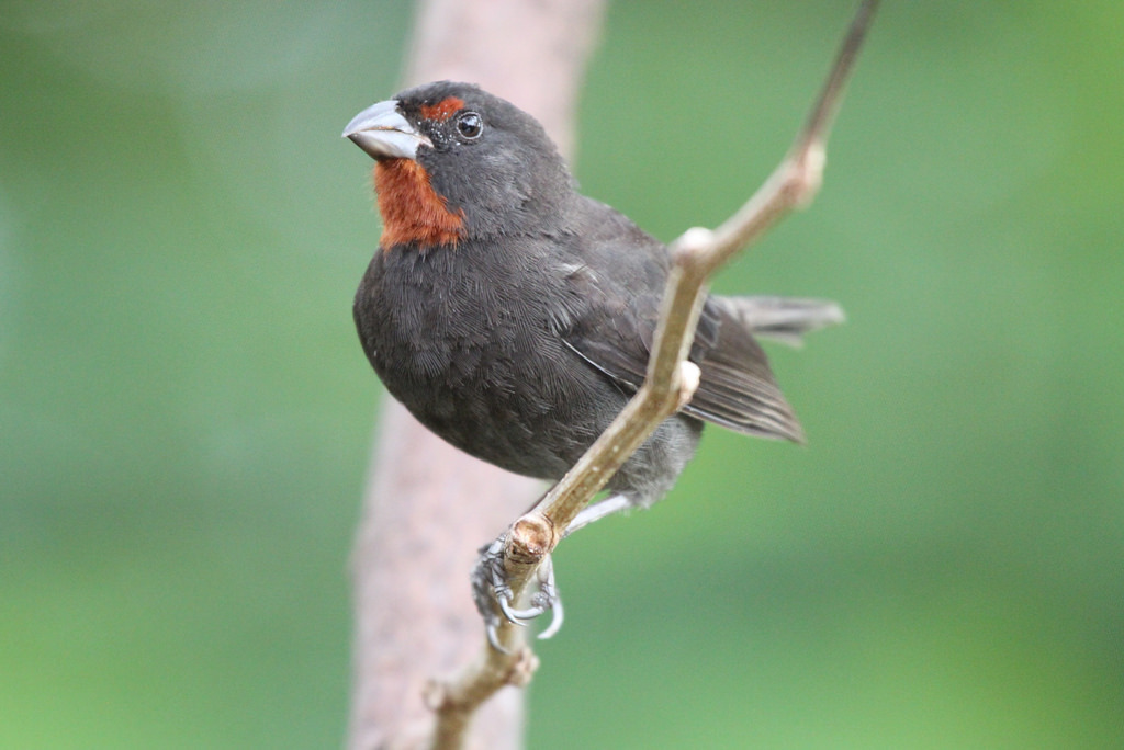 Lesser Antillean Bullfinches