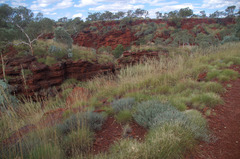 Acacia adoxa adoxa