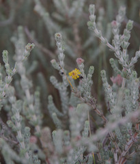 Acacia adoxa adoxa