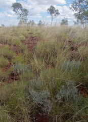 Acacia adoxa adoxa