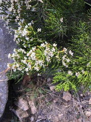 Ozothamnus cupressoides