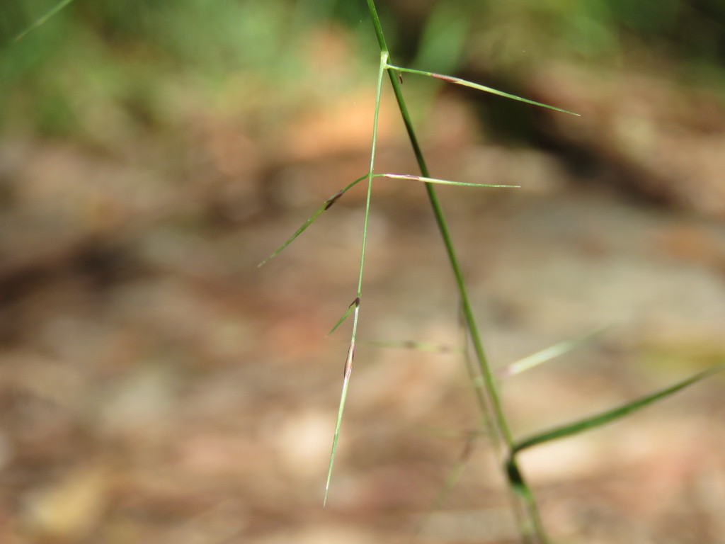 Aristida vagans in January 2022 by Josh Magro · iNaturalist