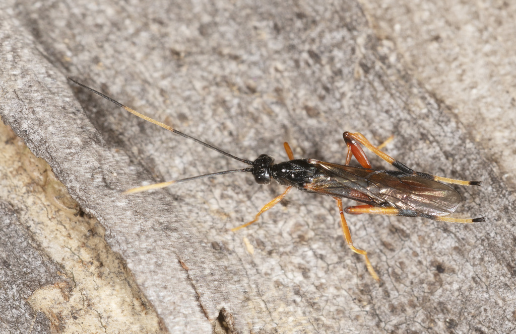 Austrohelcon meridionalis