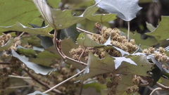Mallotus paniculatus formosanus