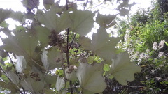 Mallotus paniculatus formosanus