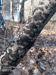 Biscogniauxia nummularia