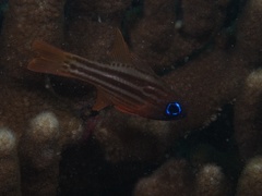 Ostorhinchus compressus