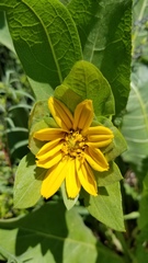 Wyethia glabra