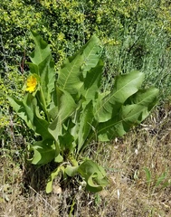 Wyethia glabra
