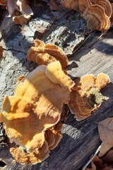 Stereum subtomentosum