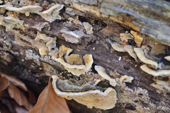 Trametes versicolor