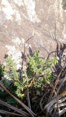 Pimelea acra