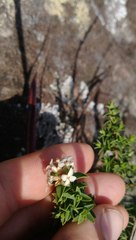 Pimelea acra