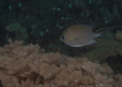 Pycnochromis amboinensis