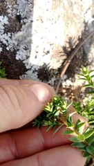 Pimelea acra