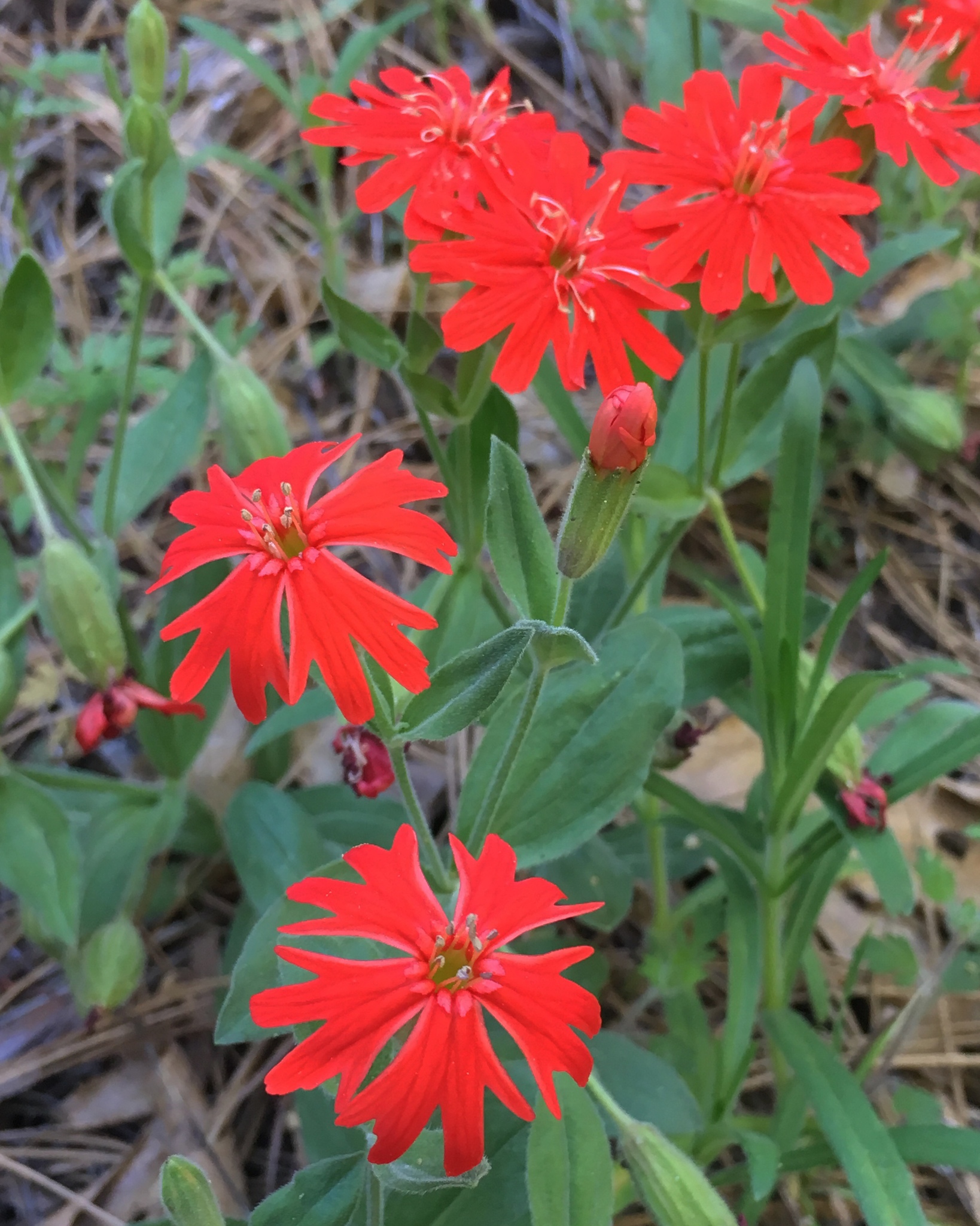 Silene laciniata
