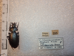 Carabus kruberi