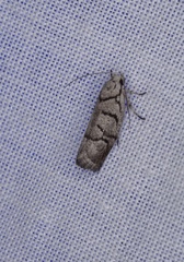 Lichenaula onychodes