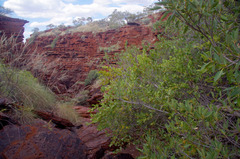 Ficus brachypoda