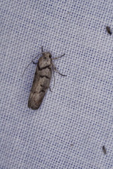 Lichenaula onychodes