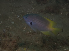 Pomacentrus nigromarginatus