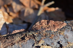 Hapalopilus rutilans