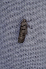 Lichenaula onychodes