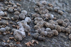 Hypoxylon fragiforme