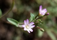 Epilobium minutum