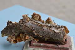 Trametes versicolor
