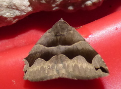 Gondysia