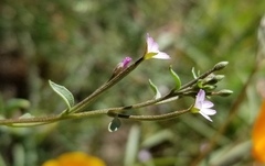 Epilobium minutum