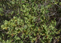 Ficus brachypoda