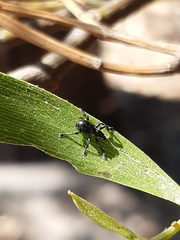 Rhynolaccus formicarius