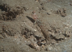 Ctenogobiops crocineus