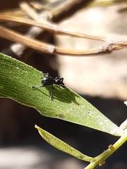 Rhynolaccus formicarius