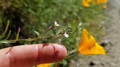 Epilobium minutum