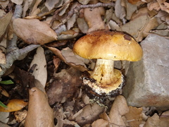 Calonarius alcalinophilus