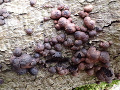 no rights reserved Beech Woodwart