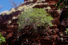 Ficus brachypoda