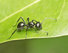 Polyrhachis pilosa