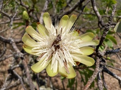 Protea madiensis image