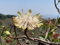 Protea madiensis subsp. madiensis image