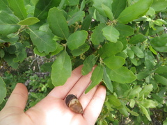 Quercus × macdonaldii