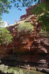 Ficus brachypoda
